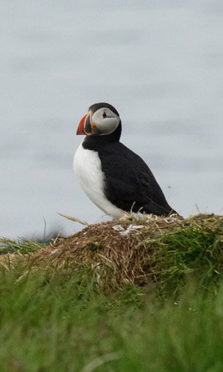 puffin
